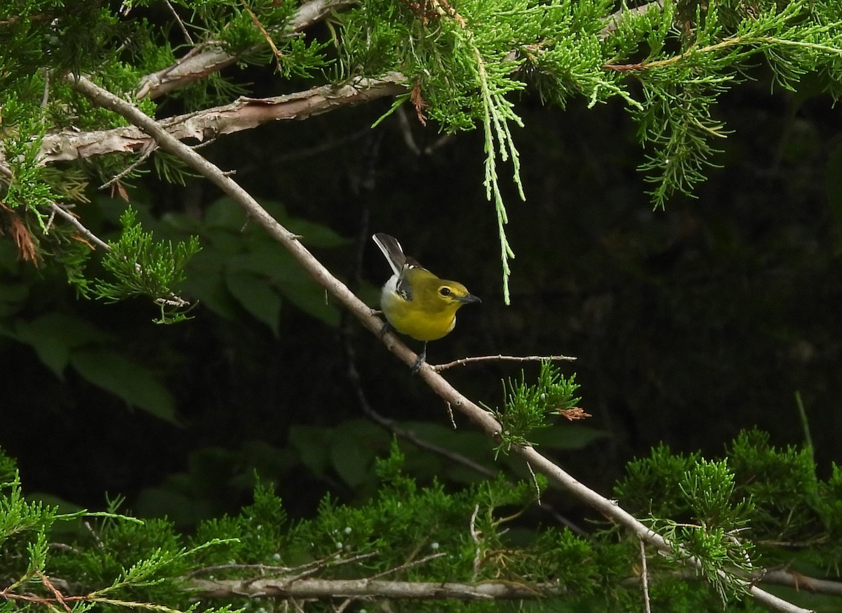 Sarı Gerdanlı Vireo - ML638289587