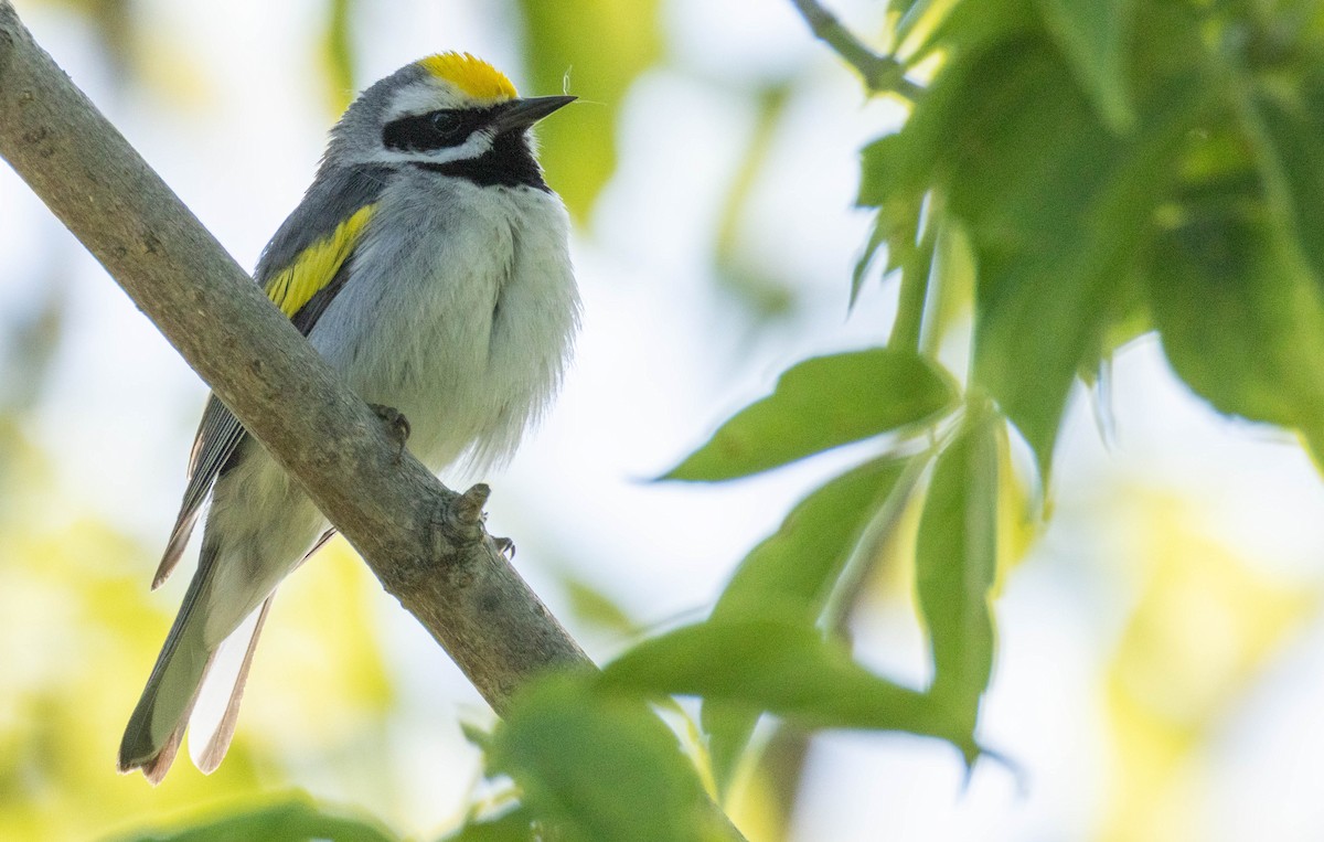 Goldflügel-Waldsänger - ML638289602