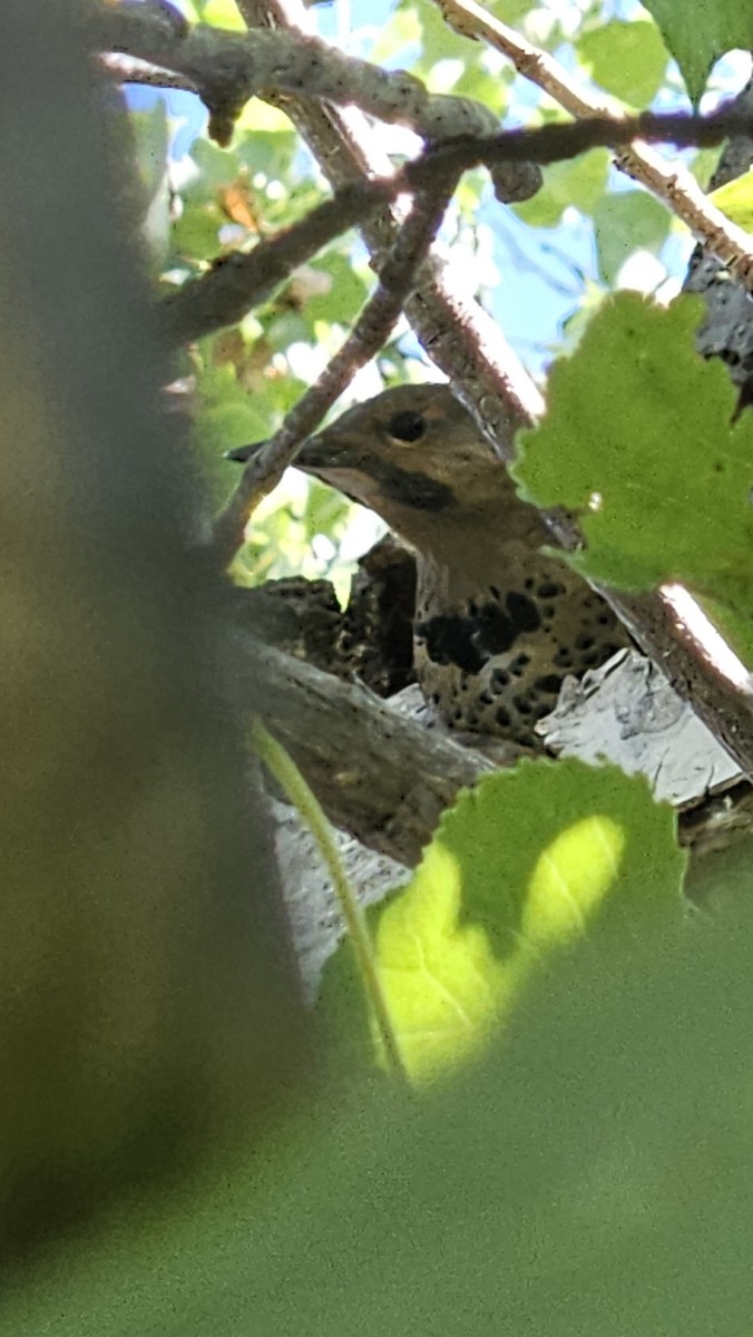 Northern Flicker - ML638289604