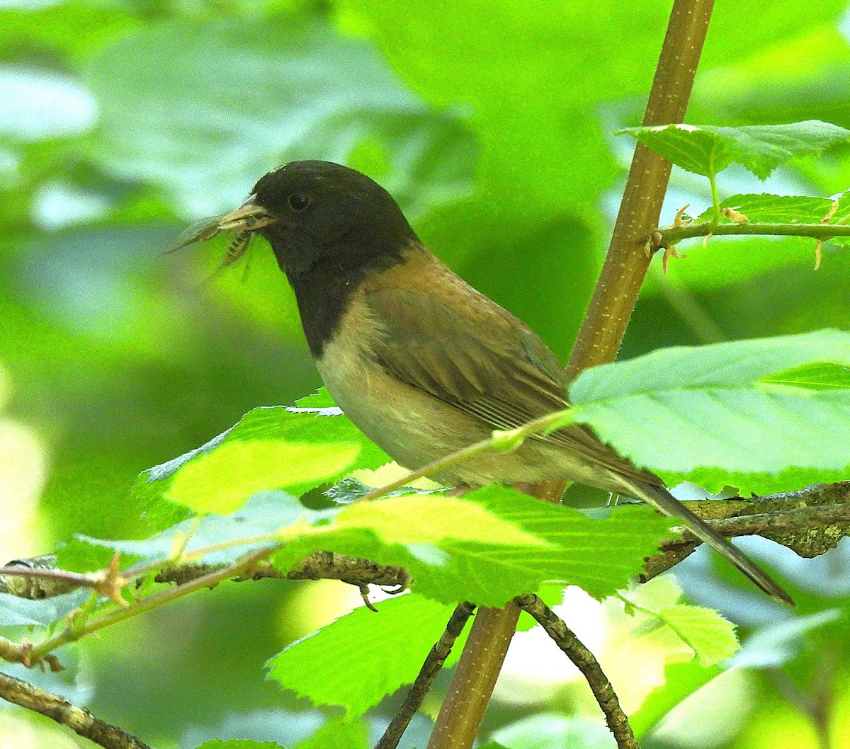 Dark-eyed Junco - ML638289608