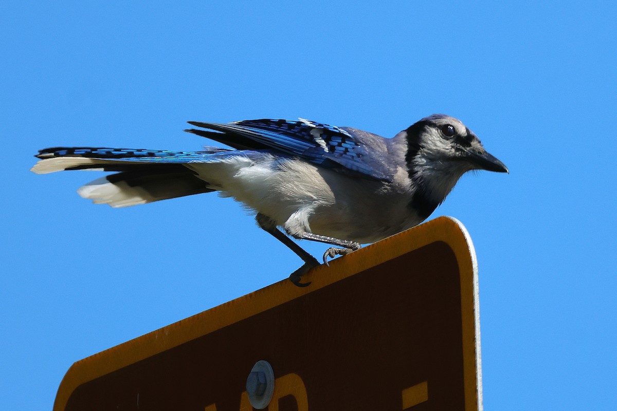 Blue Jay - ML638289609