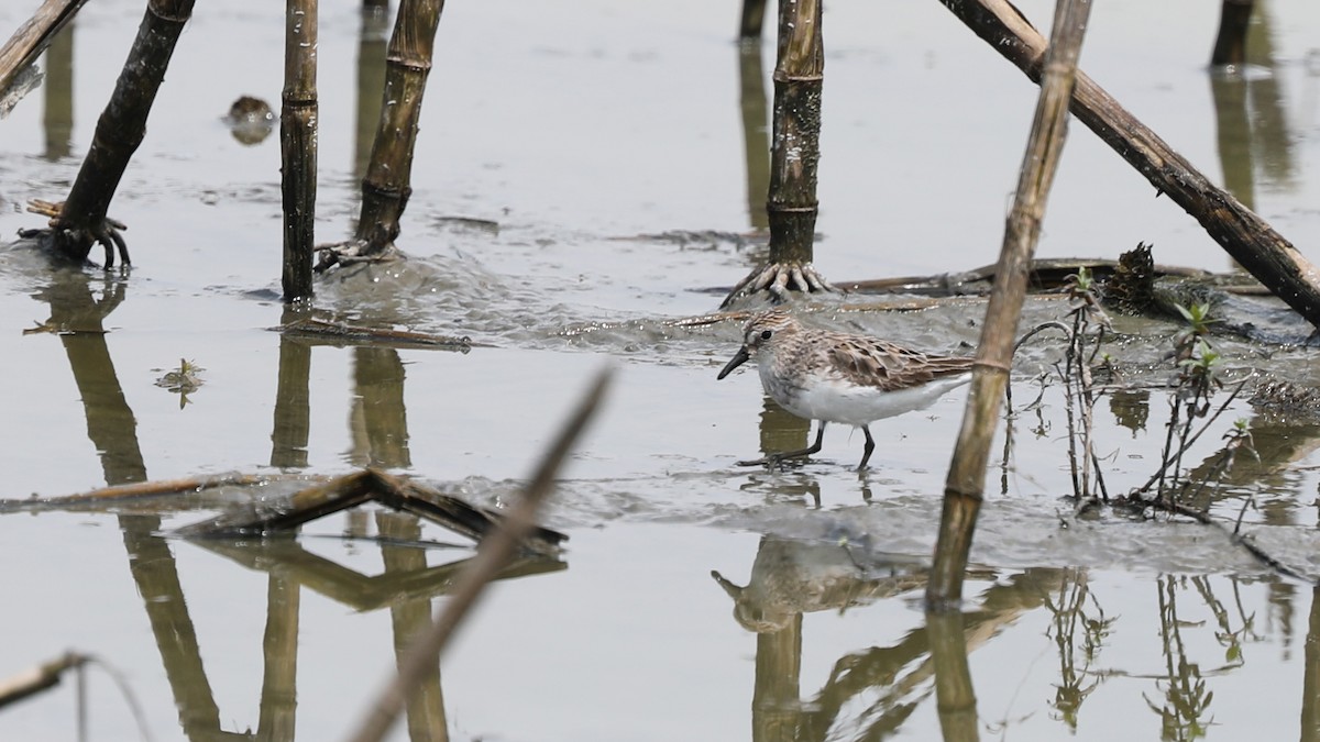 Semipalmated Sandpiper - ML63828961