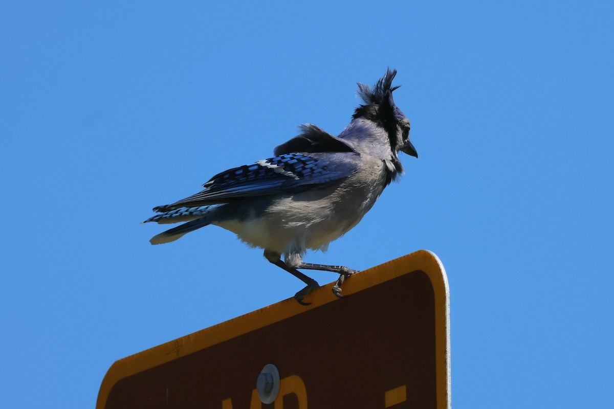 Blue Jay - ML638289610