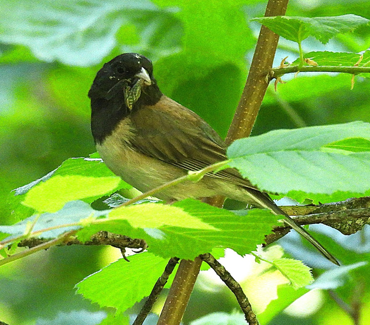 Dark-eyed Junco - ML638289615