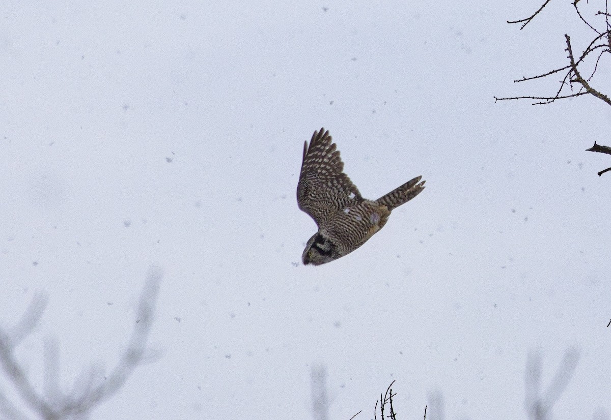 Northern Hawk Owl - ML638289616