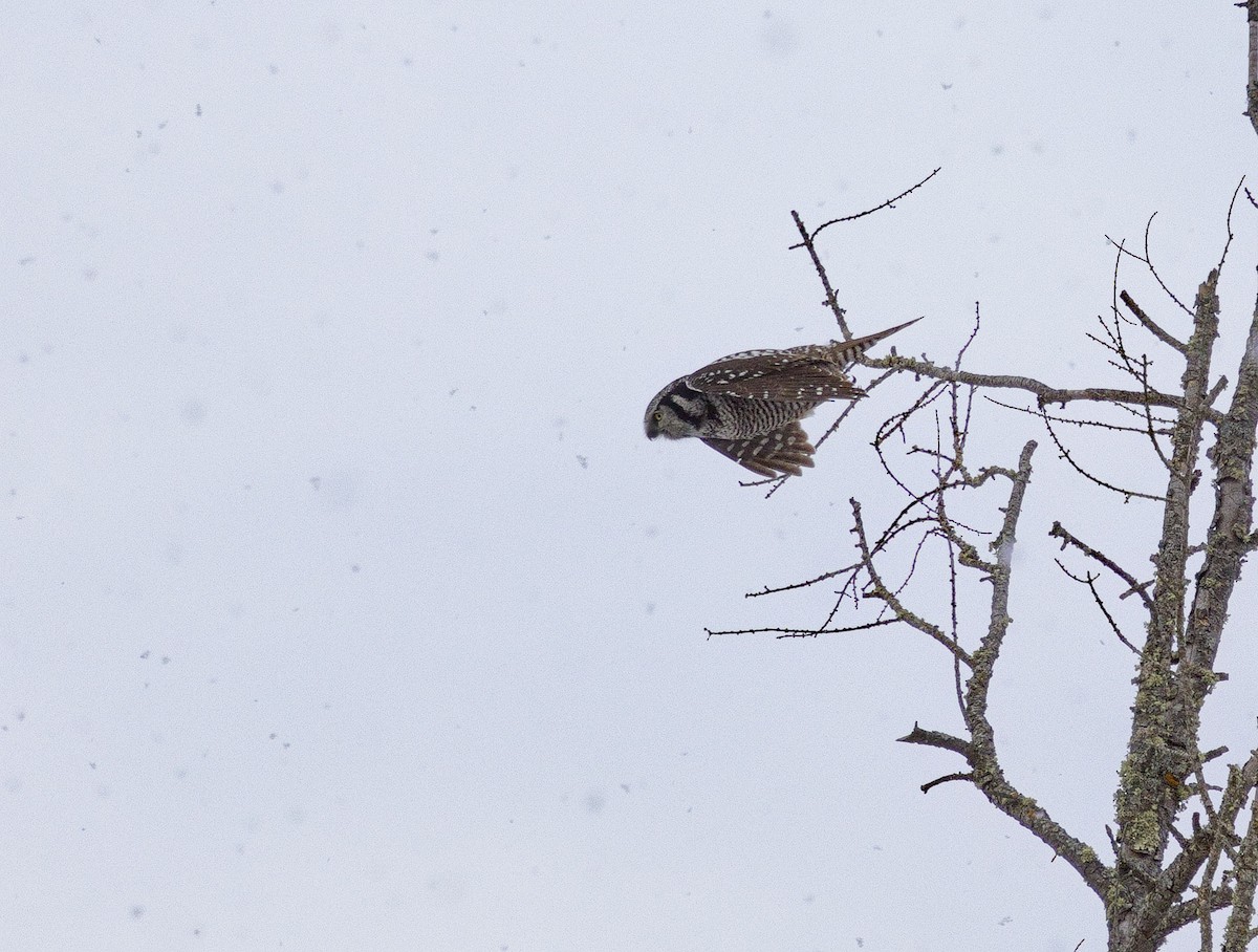 Northern Hawk Owl - ML638289617
