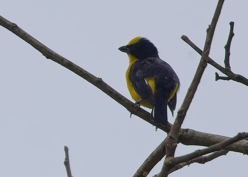 Thick-billed Euphonia - ML638289618