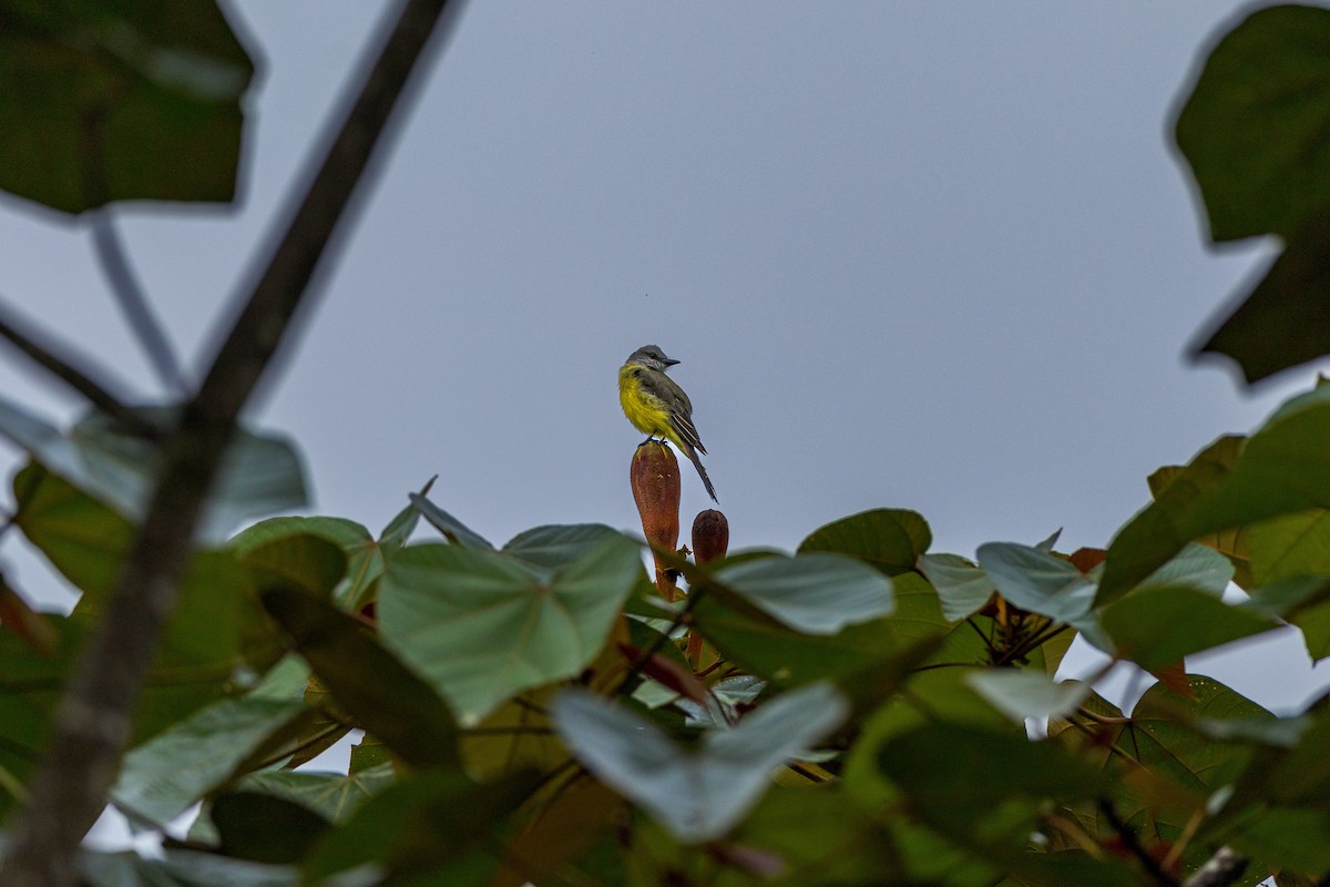 Tropical Kingbird - ML638289620