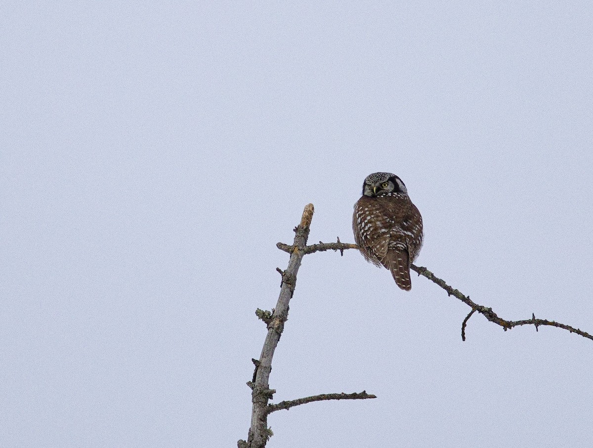Northern Hawk Owl - ML638289621
