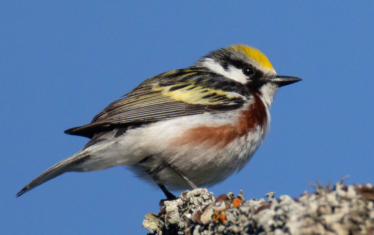 Chestnut-sided Warbler - ML638289622