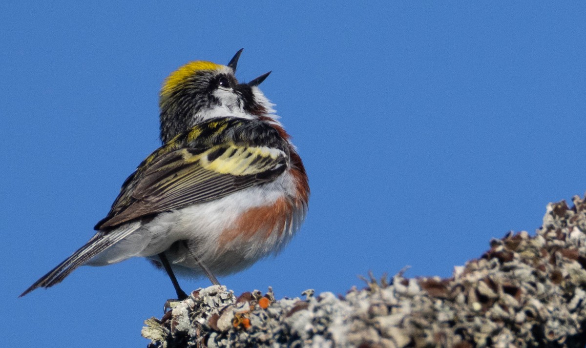 Chestnut-sided Warbler - ML638289631