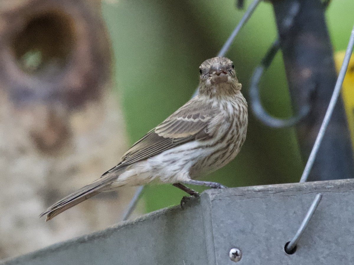 House Finch - ML638289632