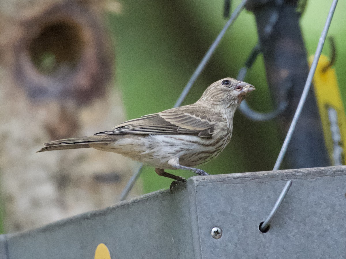 House Finch - ML638289633