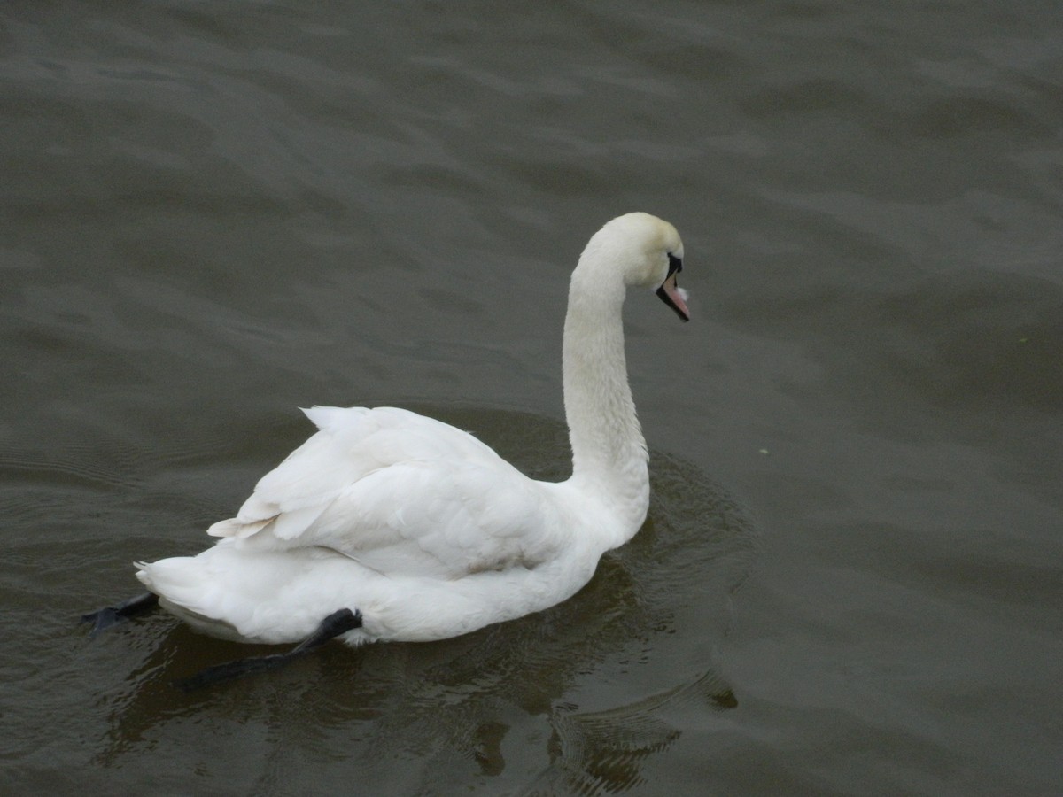 Mute Swan - ML638289639