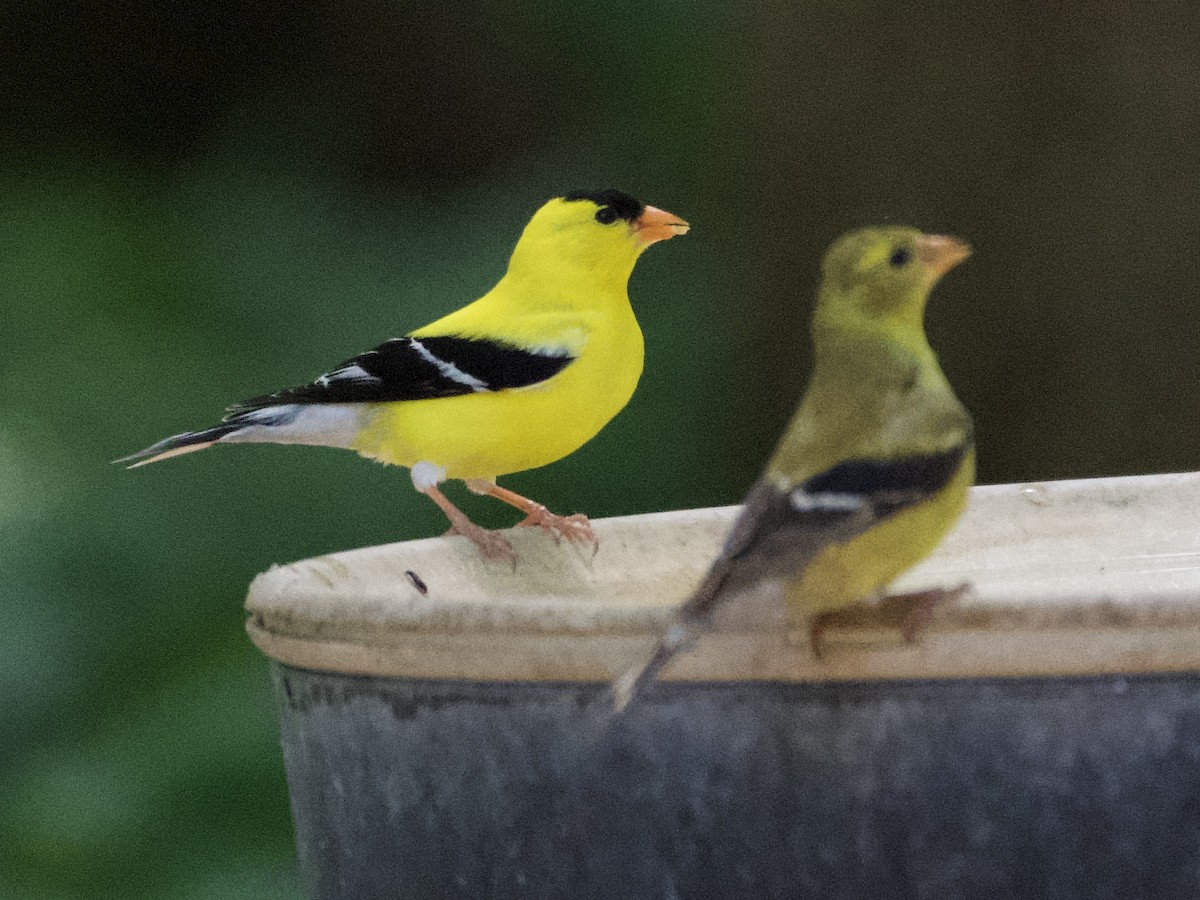 gulstillits - ML638289643