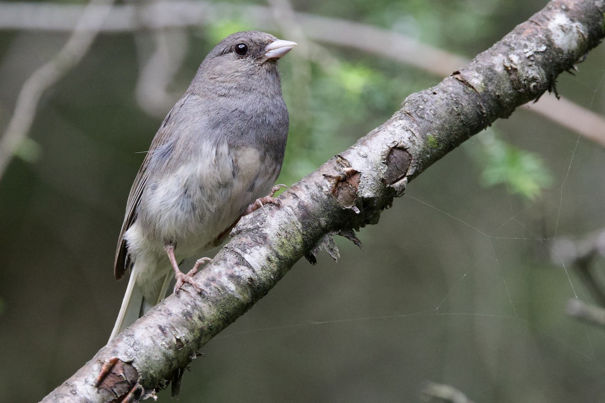Dark-eyed Junco (Slate-colored) - ML638289648