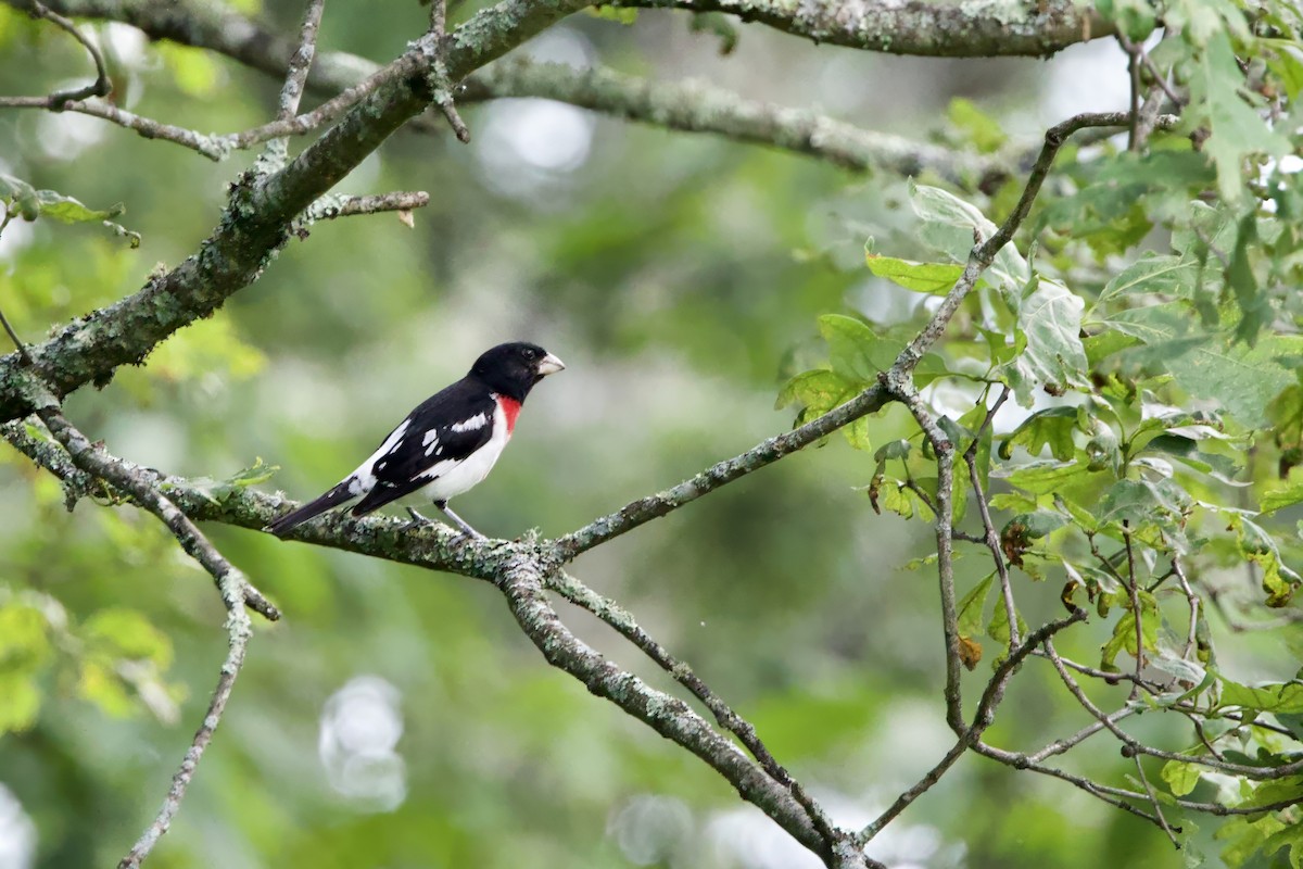 Rose-breasted Grosbeak - ML638289657