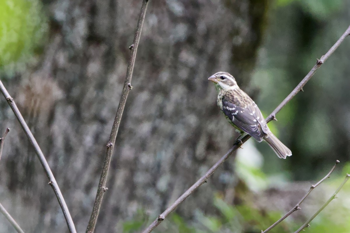 Rose-breasted Grosbeak - ML638289658