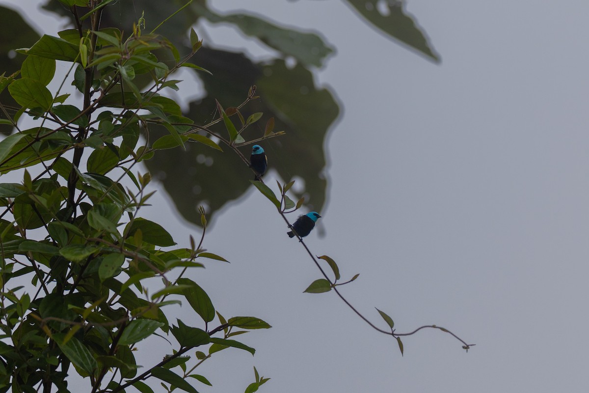 Blue-necked Tanager - ML638289659