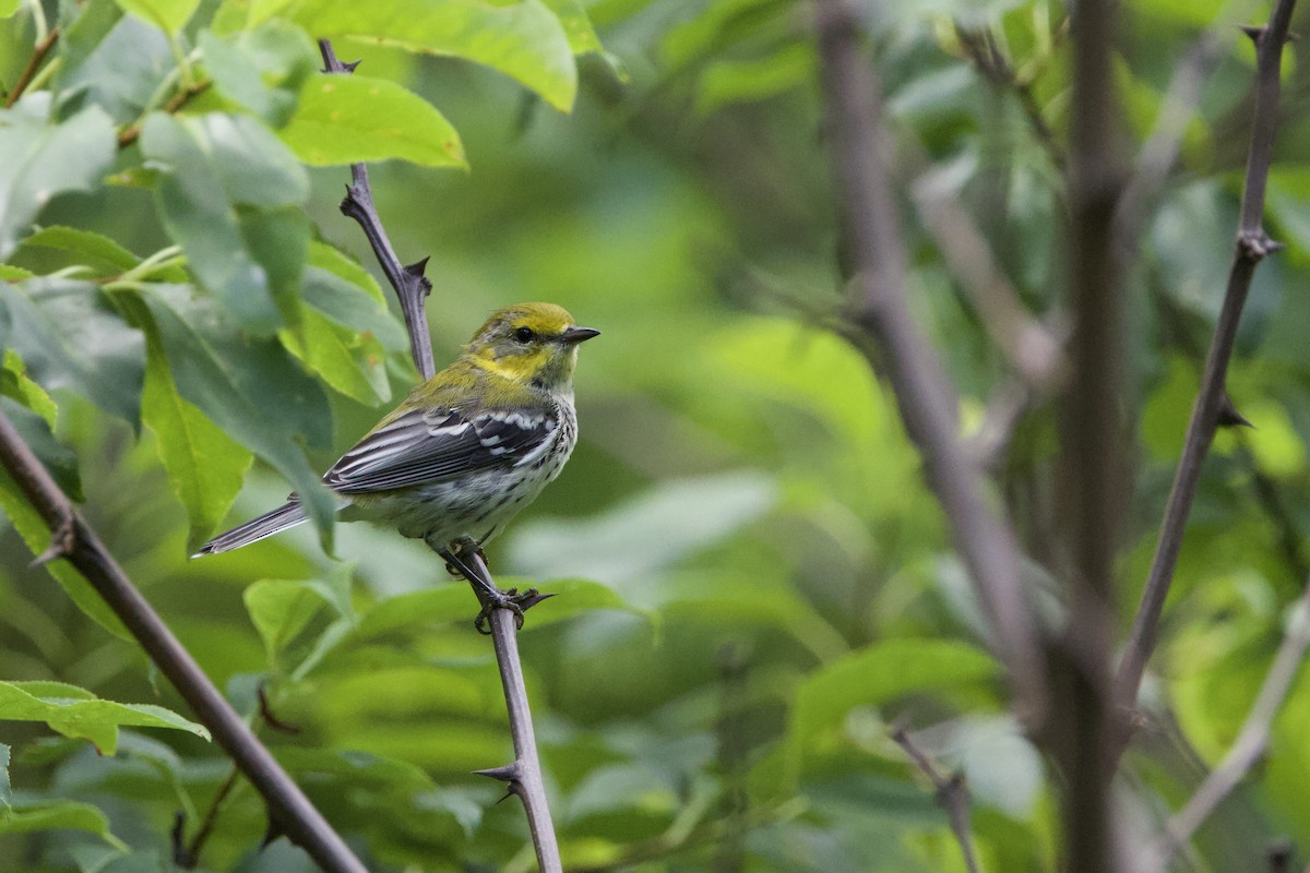 Black-throated Green Warbler - ML638289665