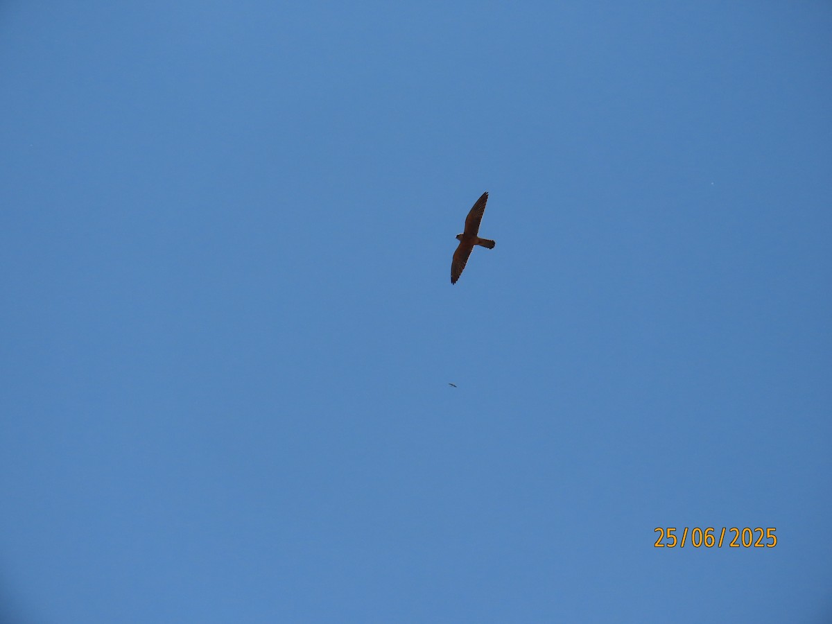 Red-footed Falcon - ML638289666