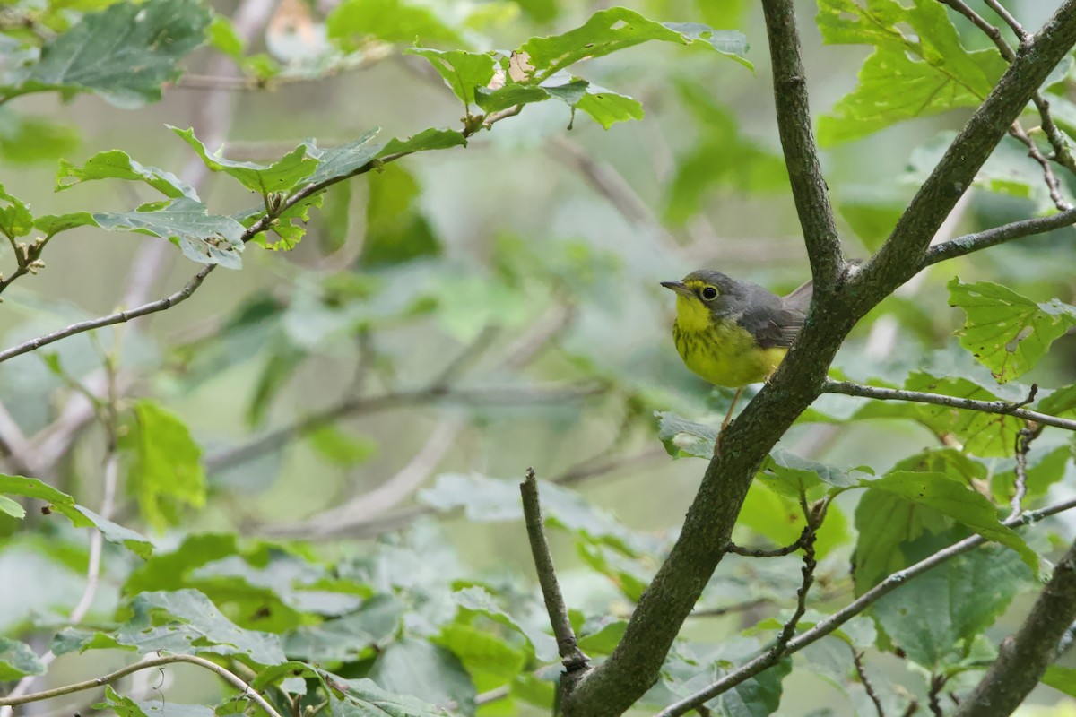 Canada Warbler - ML638289668