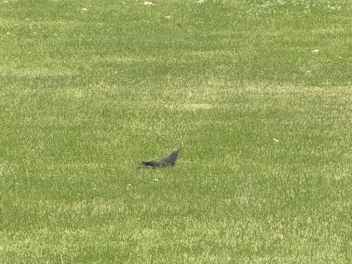 Northern Flicker - ML638289670