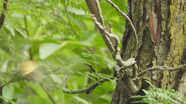 Sarı Gerdanlı Vireo - ML638289684