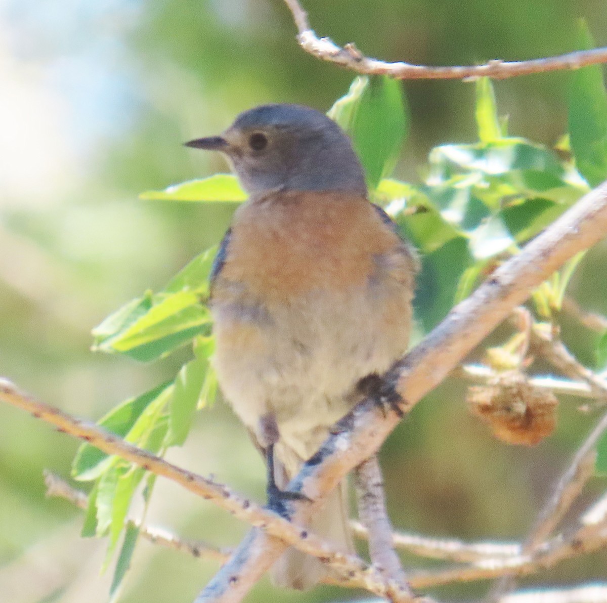 Western Bluebird - ML638289685