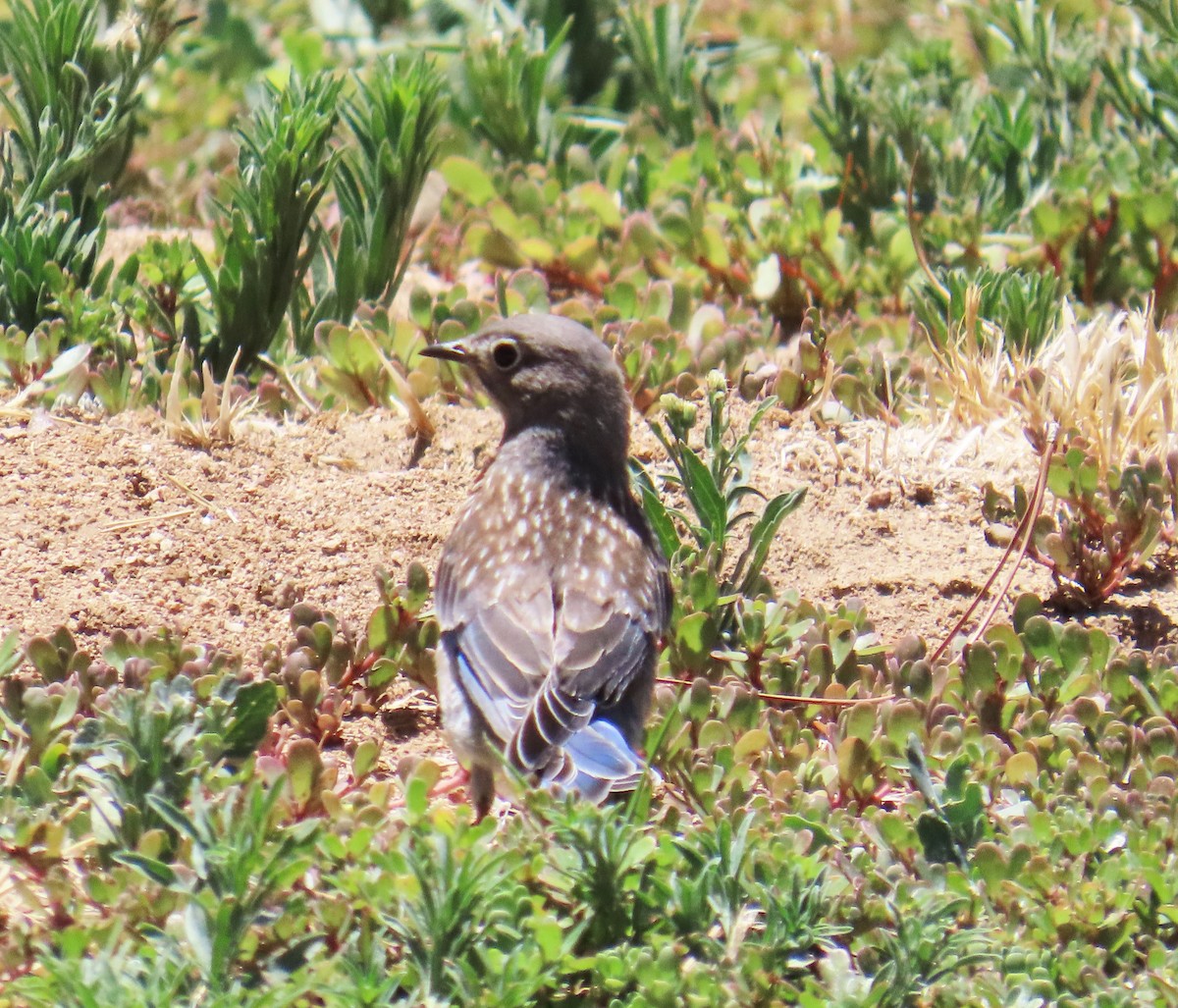 Western Bluebird - ML638289695