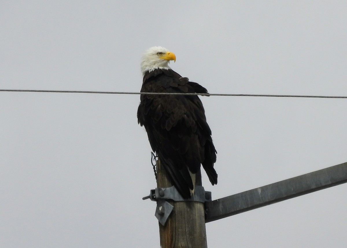 Weißkopf-Seeadler - ML638289702