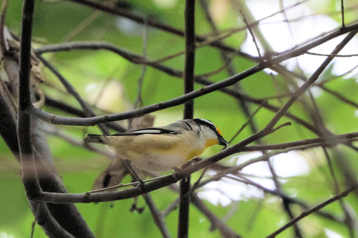 Striated Pardalote - ML638289707