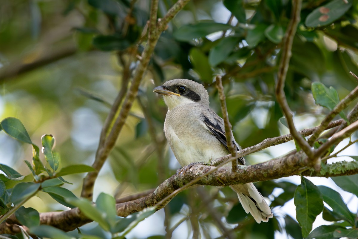 Loggerhead Shrike - ML638289709