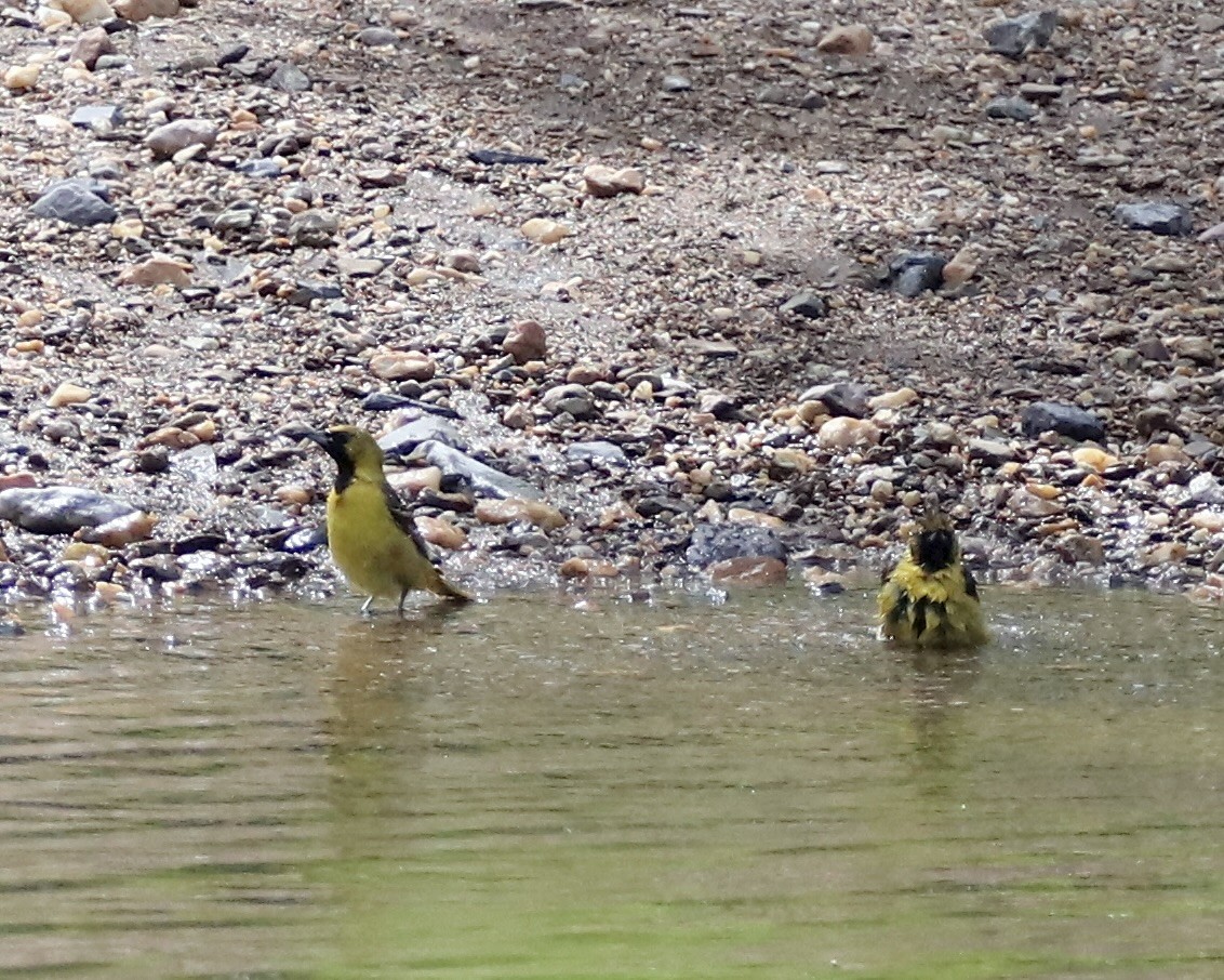 Orchard Oriole - ML638289719