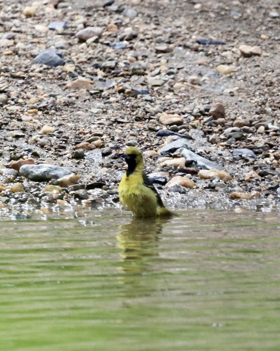 Orchard Oriole - ML638289720