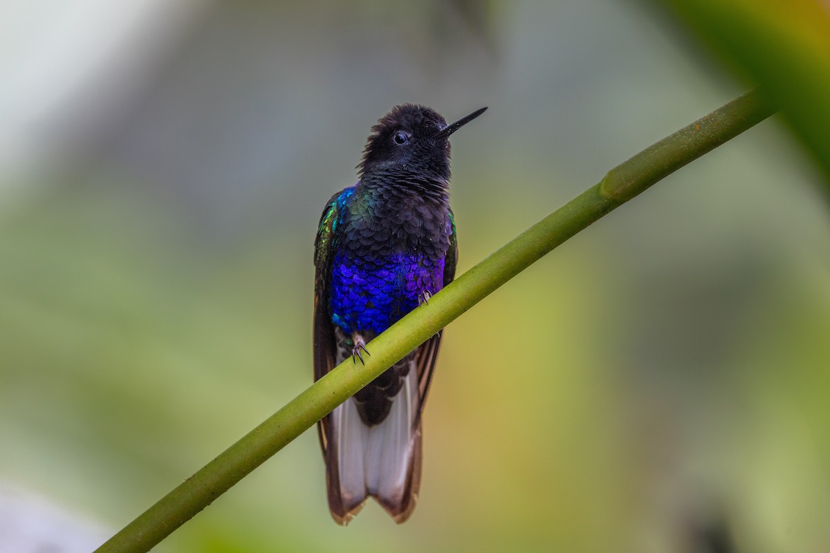 Velvet-purple Coronet - ML638289722