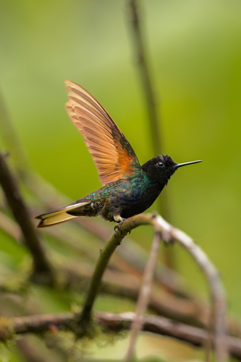 Velvet-purple Coronet - ML638289725