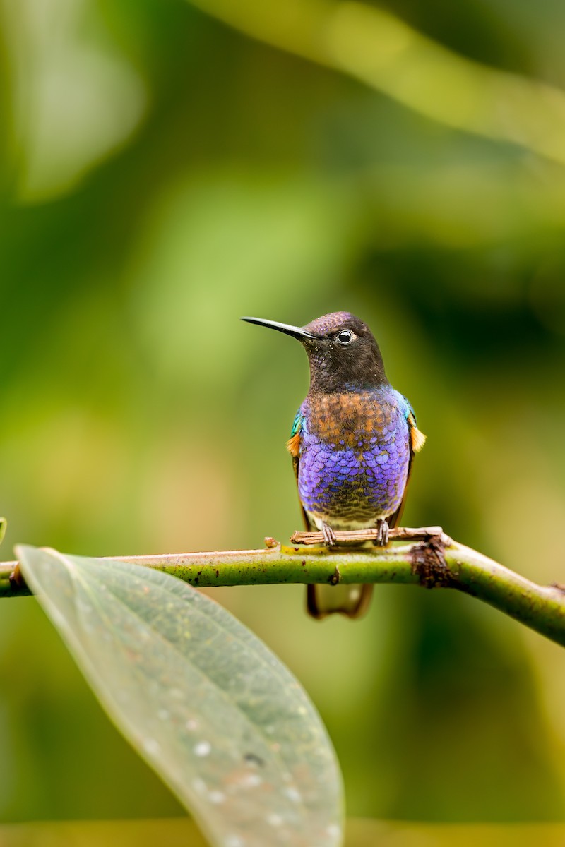 Velvet-purple Coronet - ML638289733