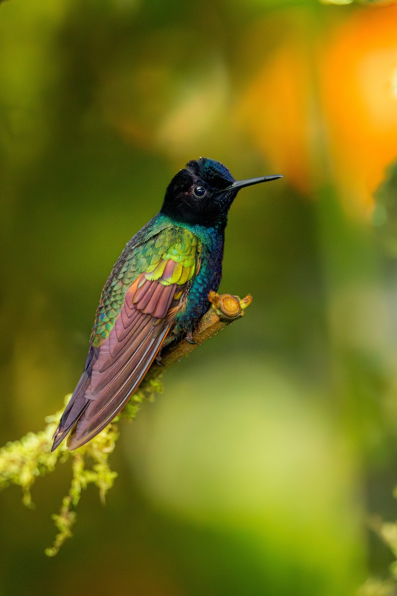 Velvet-purple Coronet - ML638289734