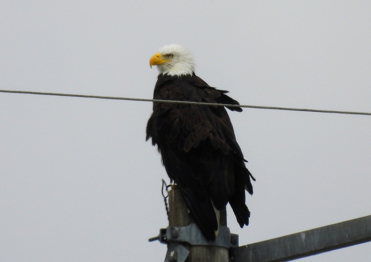 Weißkopf-Seeadler - ML638289737