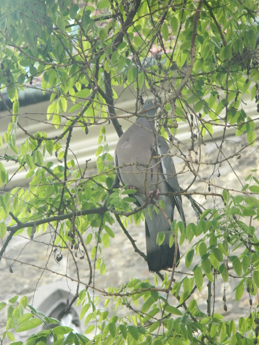 Common Wood-Pigeon - ML638289739