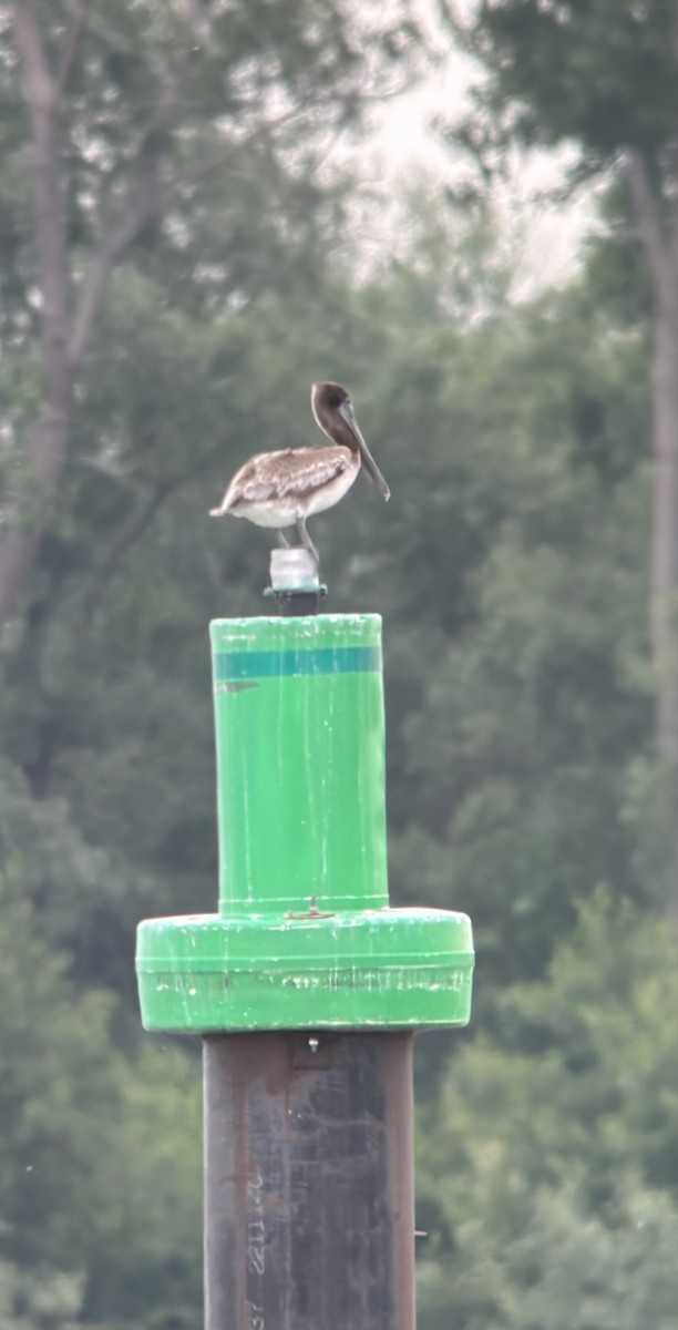 Brown Pelican - ML638289751