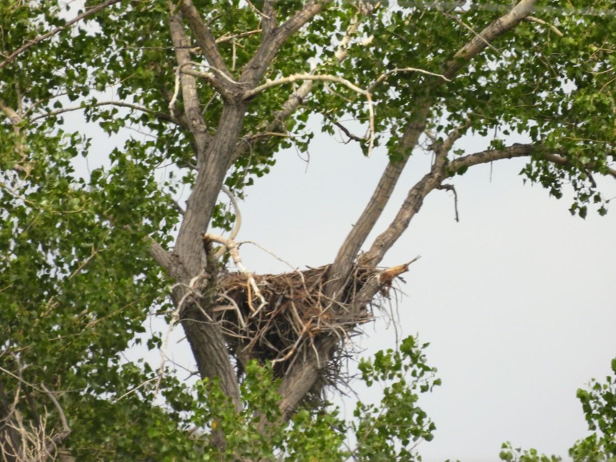 Weißkopf-Seeadler - ML638289752