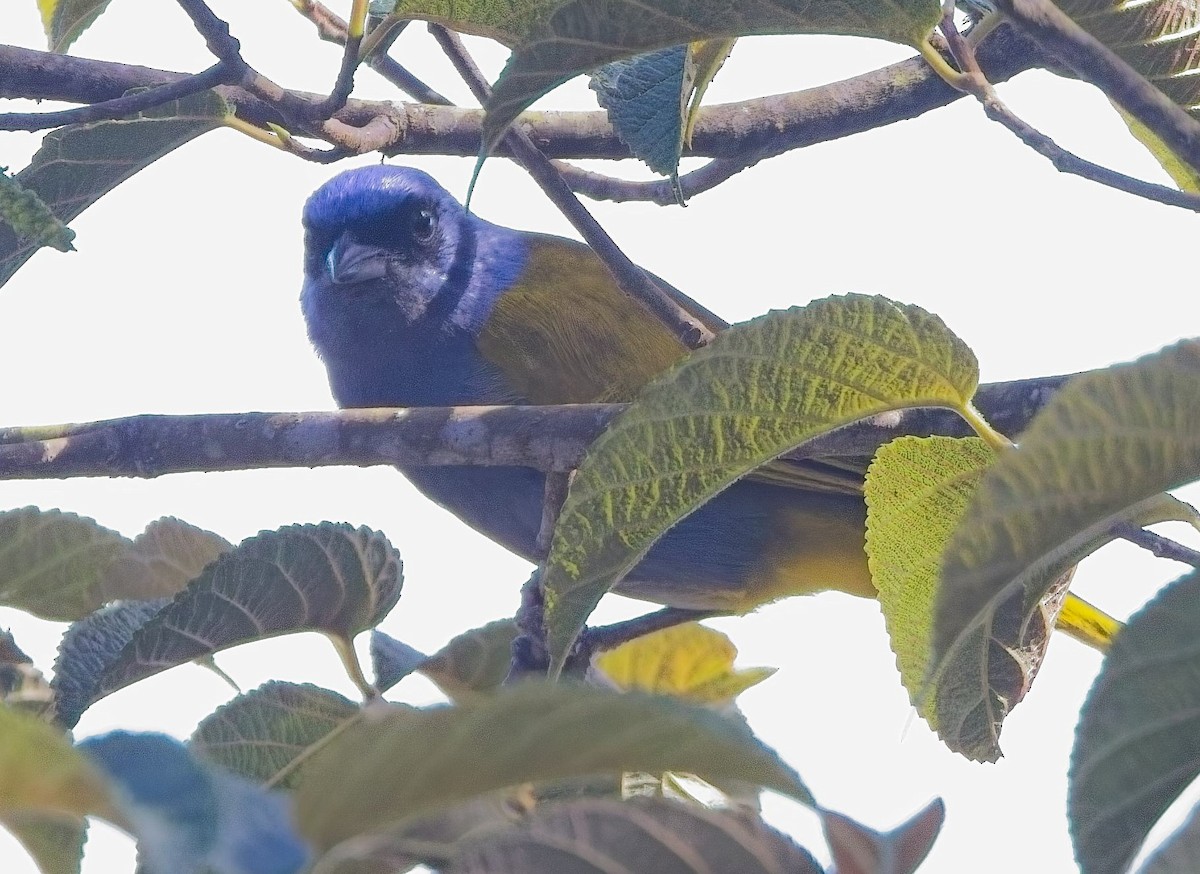 Blue-capped Tanager - ML638289760