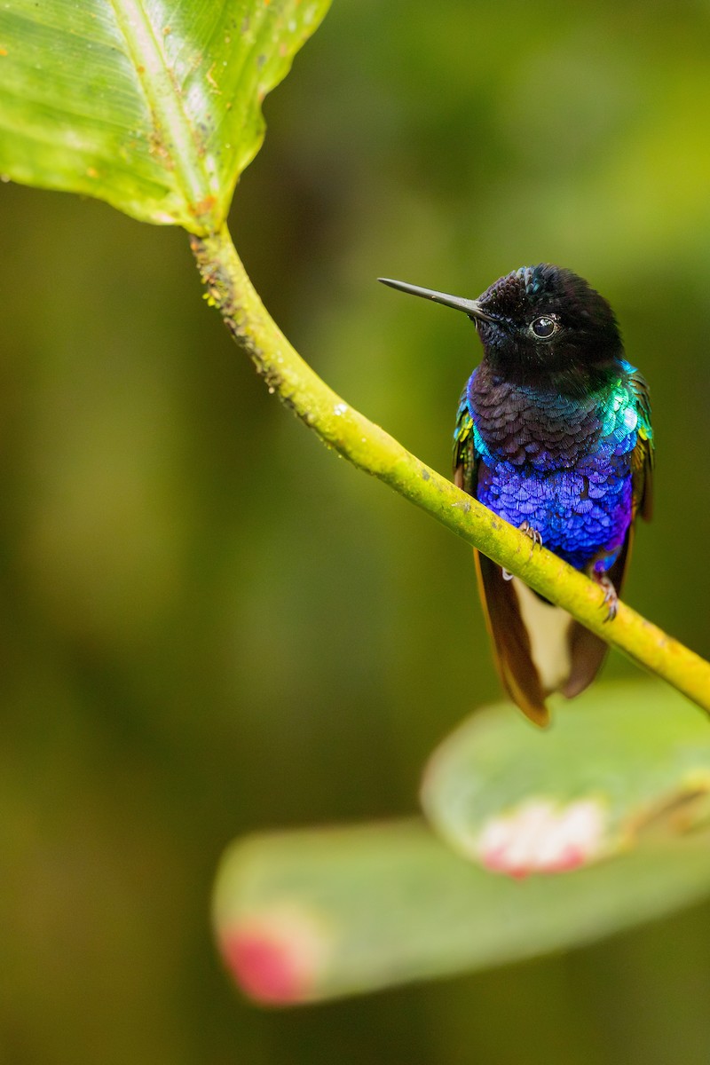 Velvet-purple Coronet - ML638289762