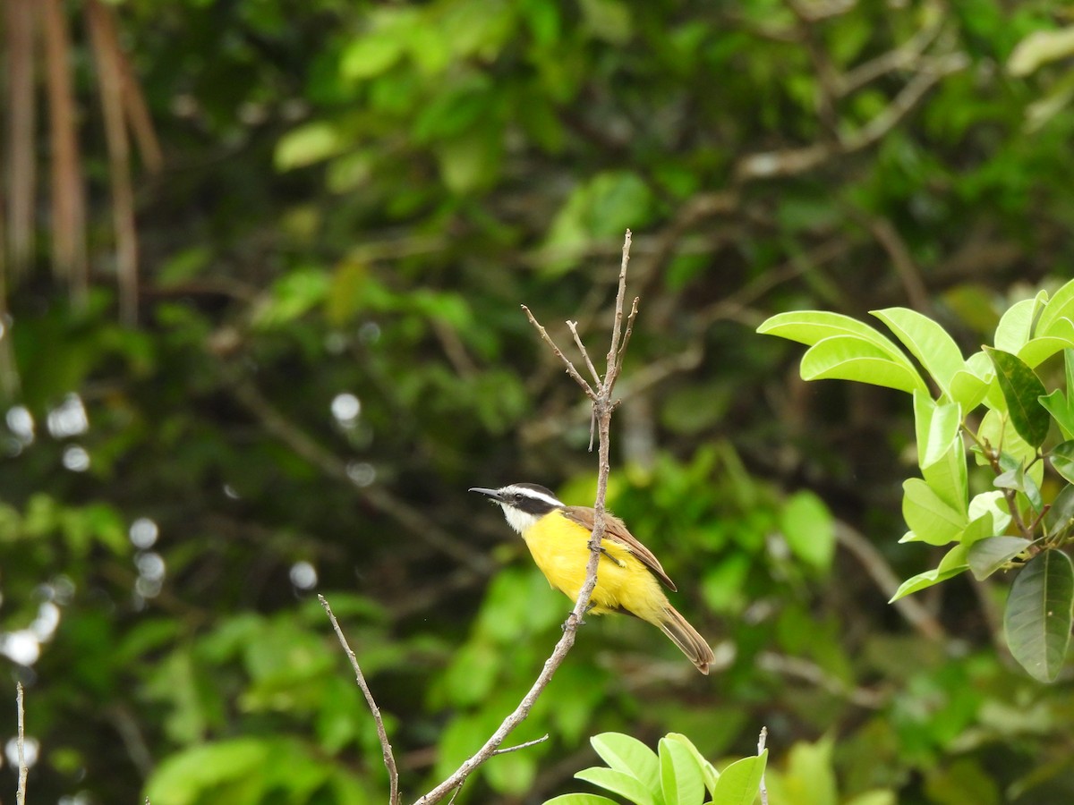 Lesser Kiskadee - ML638289766