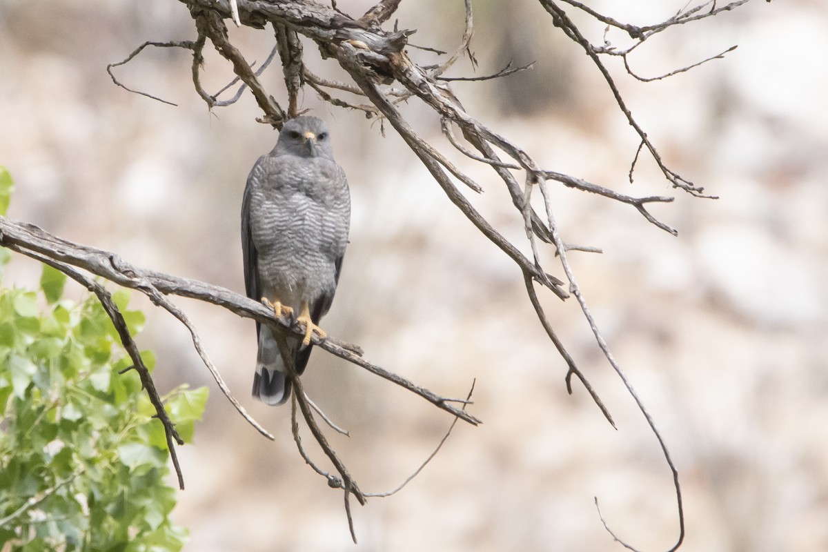 Gray Hawk - ML638289775