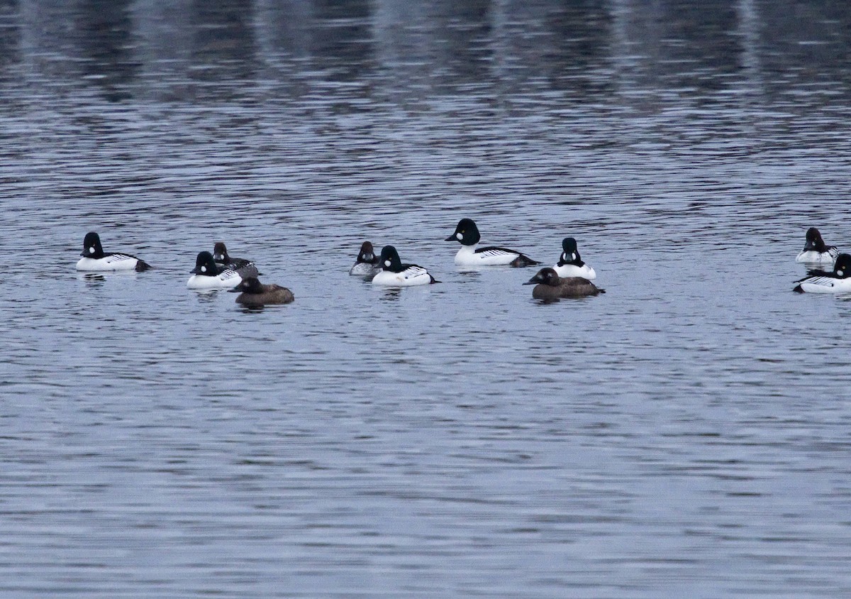 White-winged Scoter - ML638289779