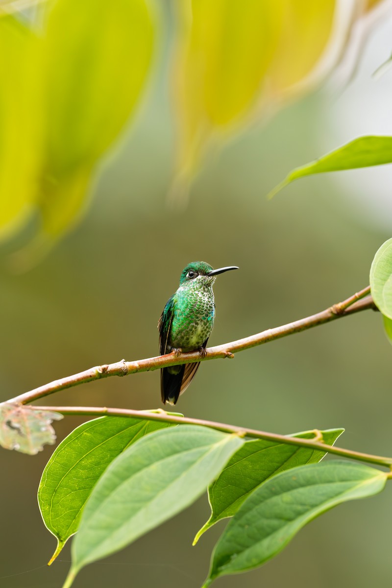 Green-crowned Brilliant - ML638289785