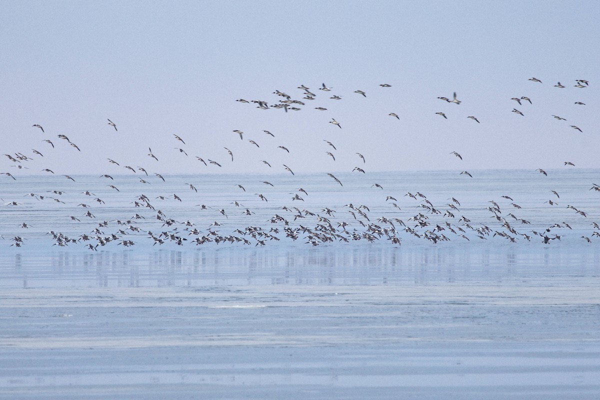 Red-breasted Merganser - ML638289786